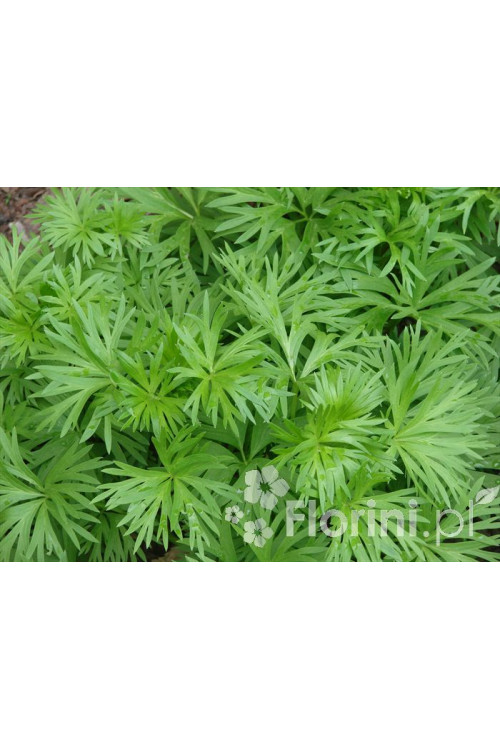 Tojad mocny 'Albus' | Aconitum napellus