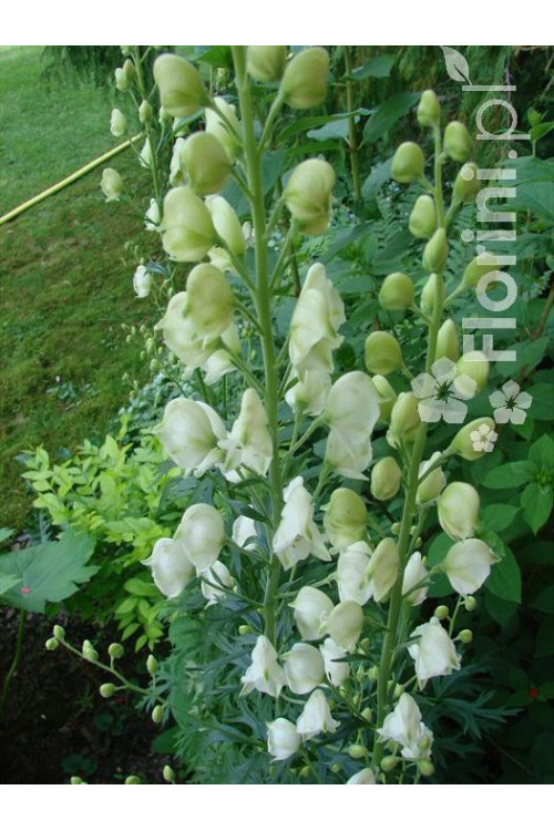 Tojad mocny 'Albus' | Aconitum napellus