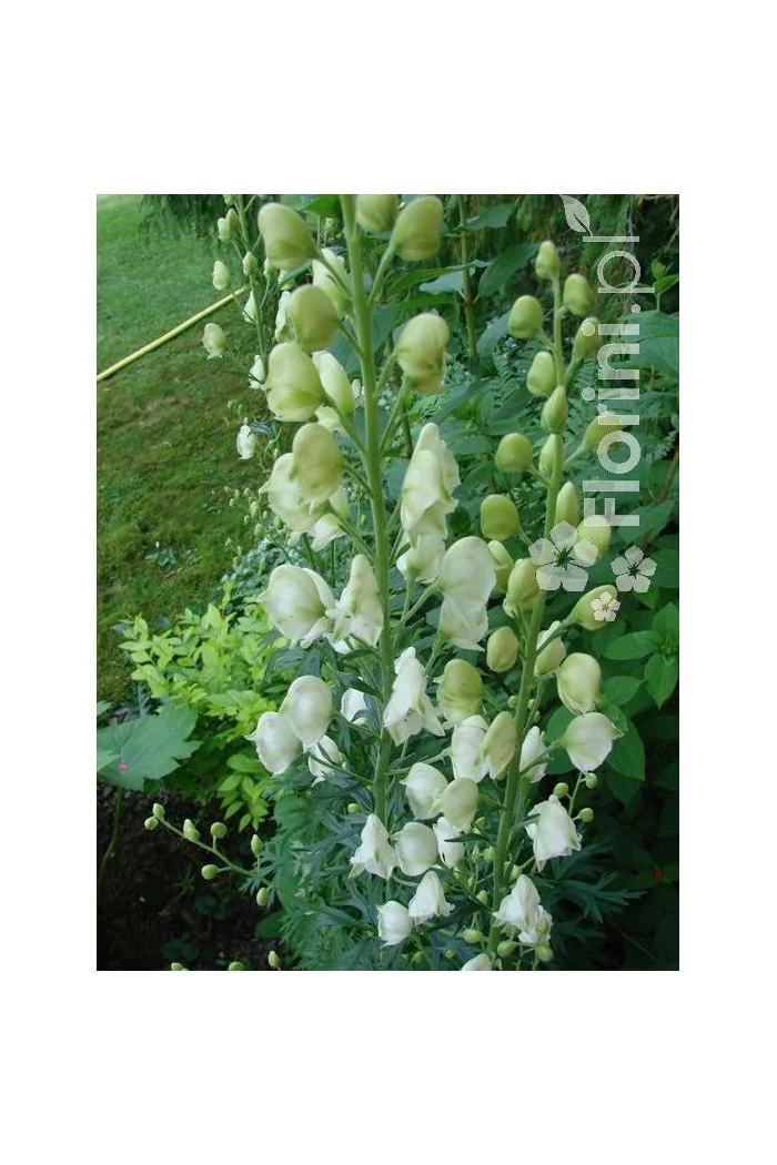 Tojad mocny 'Albus' | Aconitum napellus
