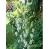 Tojad mocny 'Albus' | Aconitum napellus