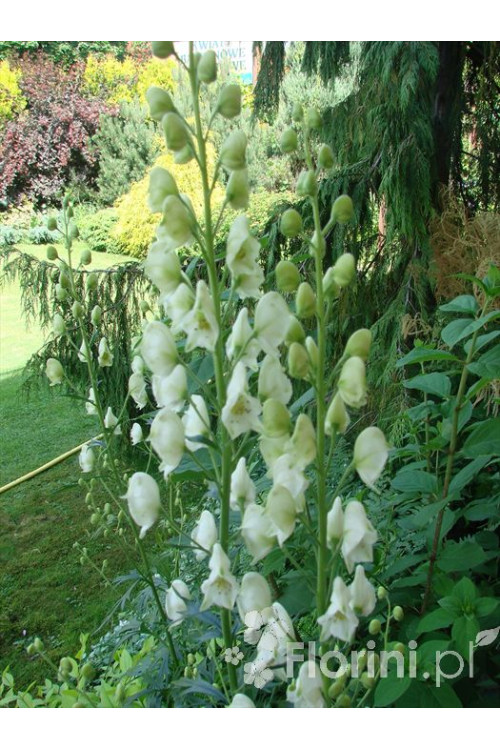 Tojad mocny 'Albus' | Aconitum napellus