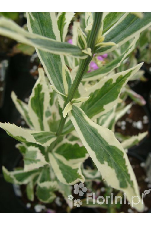 Odętka wirginijska 'Variegata' | Physostegia virginiana