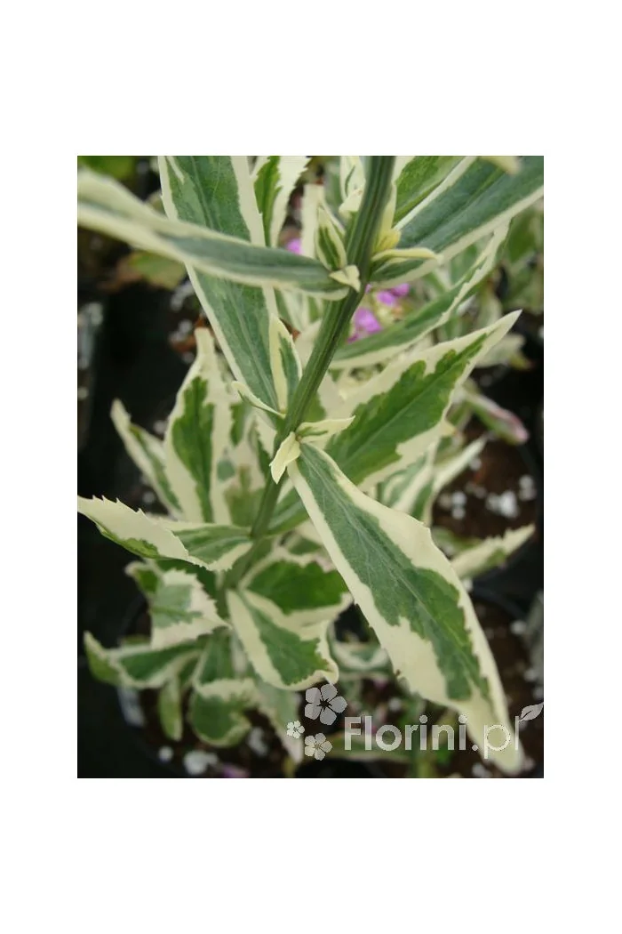 Odętka wirginijska 'Variegata' | Physostegia virginiana