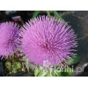 Ostrożeń łąkowy 'Atropurpureum' Cirsium rivulare