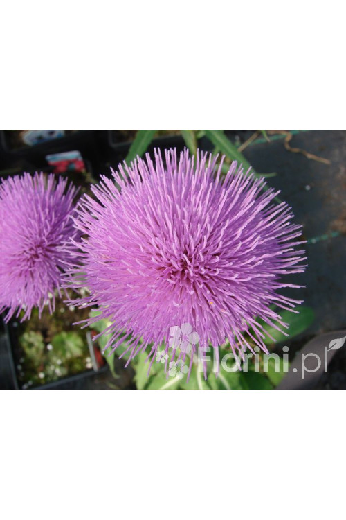 Ostrożeń łąkowy 'Atropurpureum' Cirsium rivulare