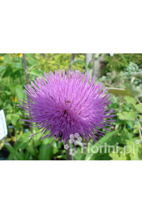 Ostrożeń łąkowy 'Atropurpureum' Cirsium rivulare