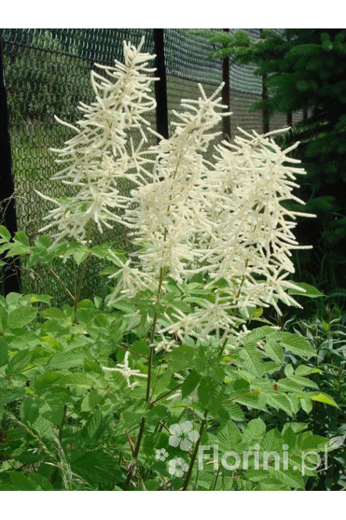 Parzydło leśne 'Zweiweltenkind' Aruncus sinensis