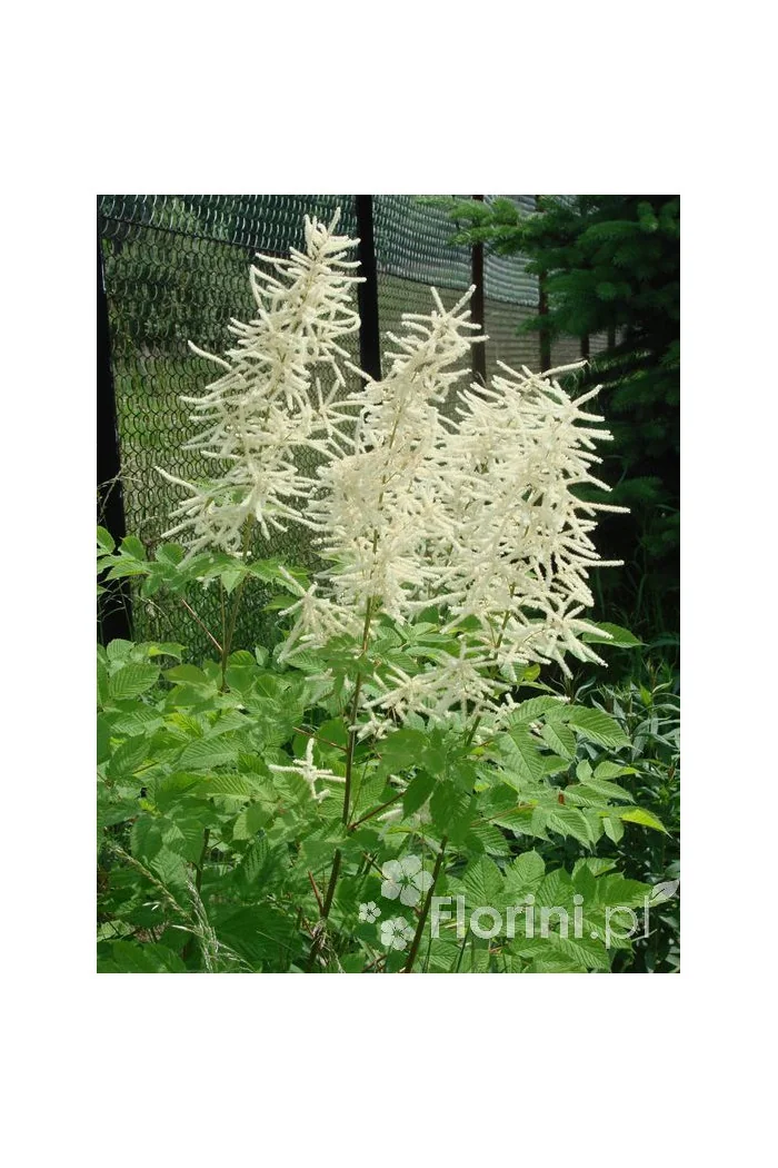 Parzydło leśne 'Zweiweltenkind' Aruncus sinensis