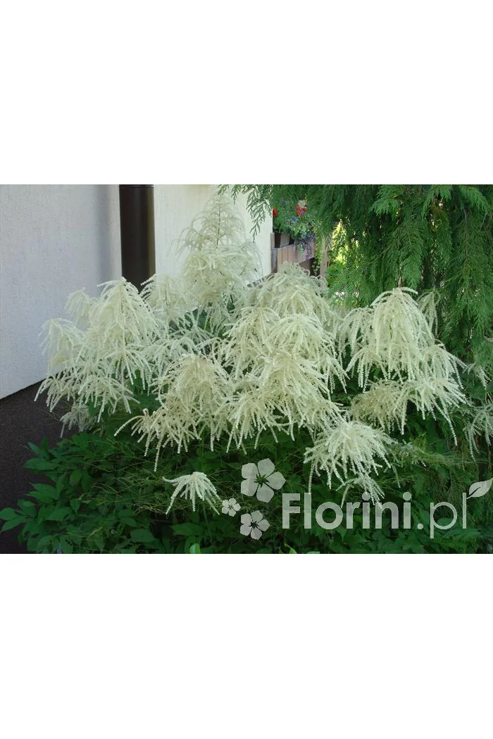 Parzydło leśne 'Zweiweltenkind' Aruncus sinensis