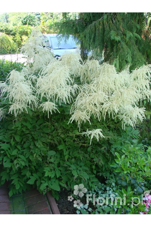 Parzydło leśne 'Zweiweltenkind' Aruncus sinensis