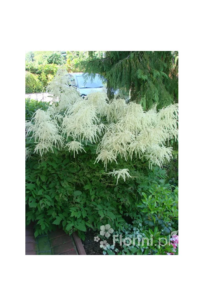 Parzydło leśne 'Zweiweltenkind' Aruncus sinensis