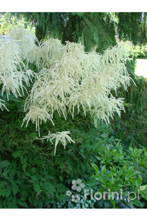Parzydło leśne 'Zweiweltenkind' Aruncus sinensis