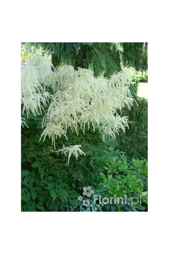 Parzydło leśne 'Zweiweltenkind' Aruncus sinensis