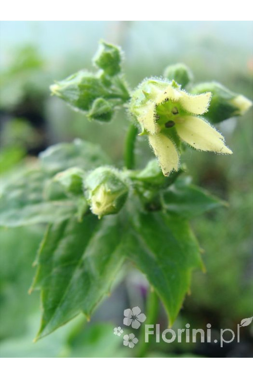 Peltoboykinia Peltoboykinia tellimoides