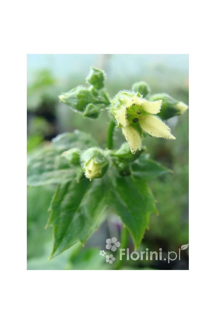 Peltoboykinia Peltoboykinia tellimoides