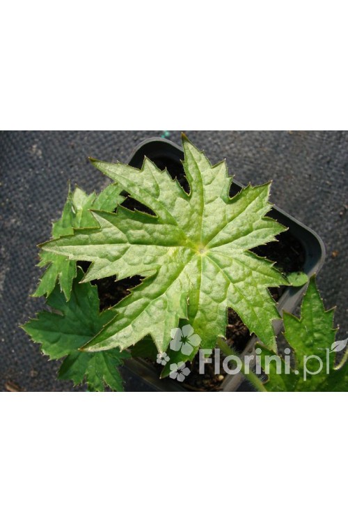 Peltoboykinia Peltoboykinia tellimoides