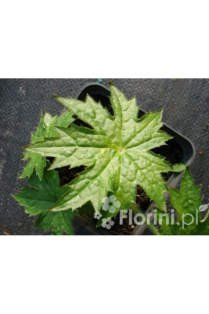 Peltoboykinia Peltoboykinia tellimoides