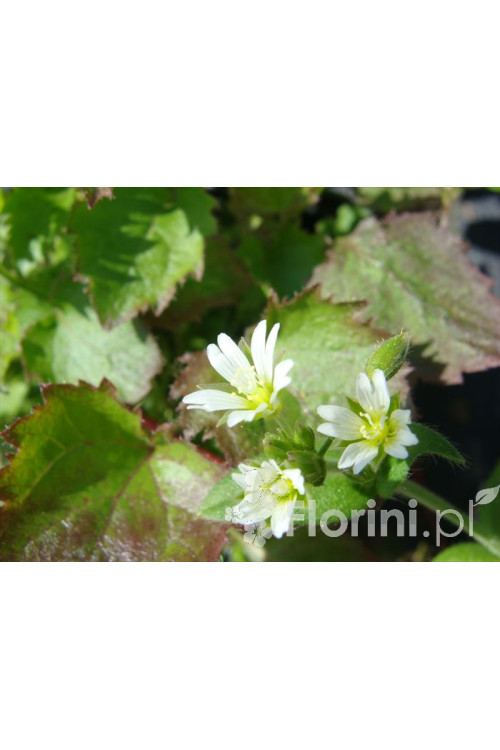 Peltoboykinia Peltoboykinia tellimoides