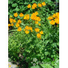 Pełnik chiński 'Goldkonigin' | Trollius chinensis