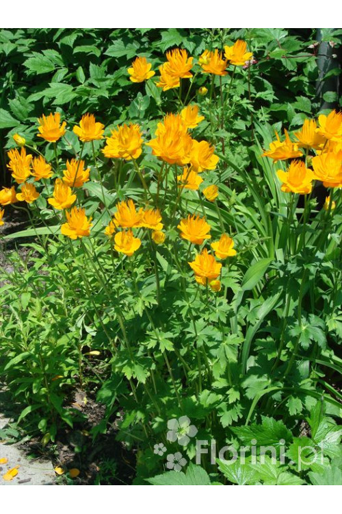 Pełnik chiński 'Goldkonigin' | Trollius chinensis