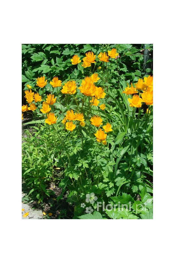 Pełnik chiński 'Goldkonigin' | Trollius chinensis