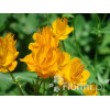 Pełnik chiński 'Goldkonigin' | Trollius chinensis