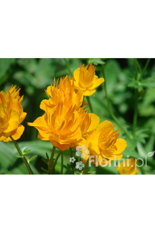 Pełnik chiński 'Goldkonigin' | Trollius chinensis