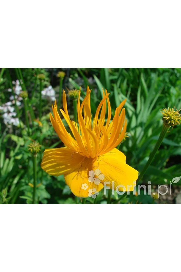 Pełnik chiński 'Goldkonigin' | Trollius chinensis