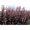 Penstemon 'Dark Towers' | Penstemon