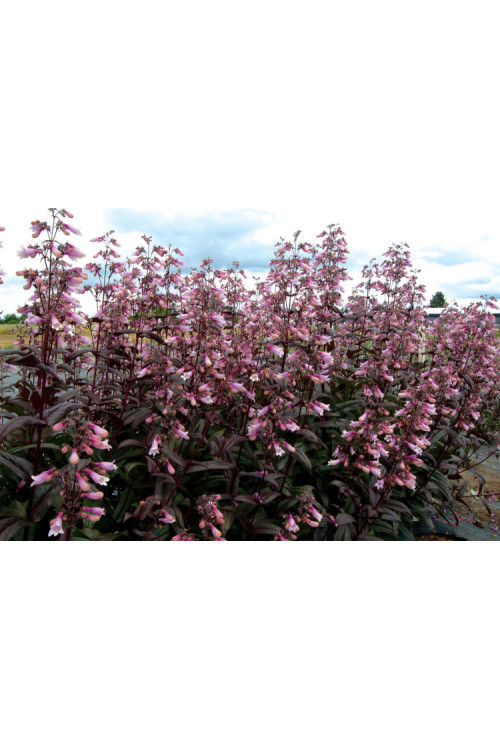 Penstemon 'Dark Towers' | Penstemon