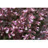 Penstemon 'Dark Towers' | Penstemon