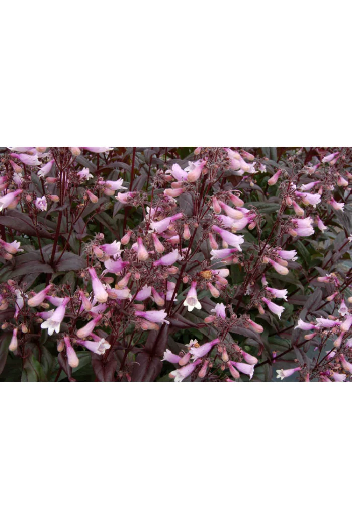 Penstemon 'Dark Towers' | Penstemon