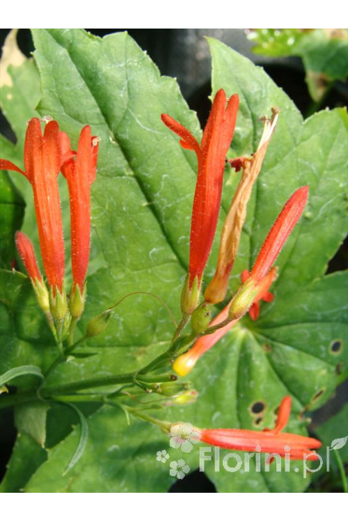 Penstemon sosnkowaty Penstemon pinifolius