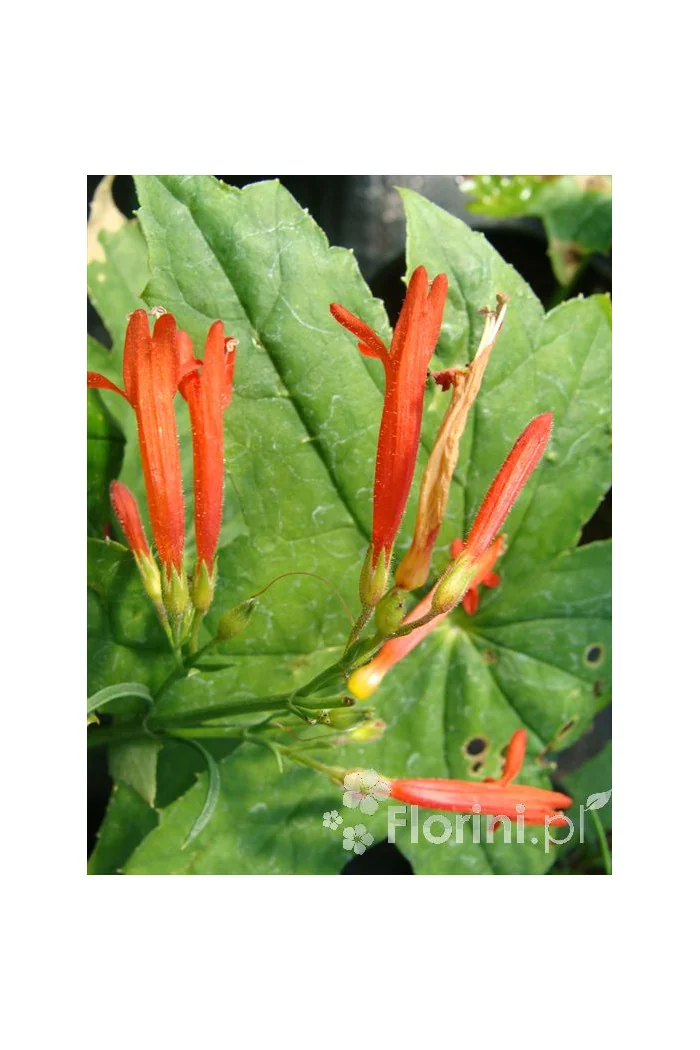 Penstemon sosnkowaty Penstemon pinifolius