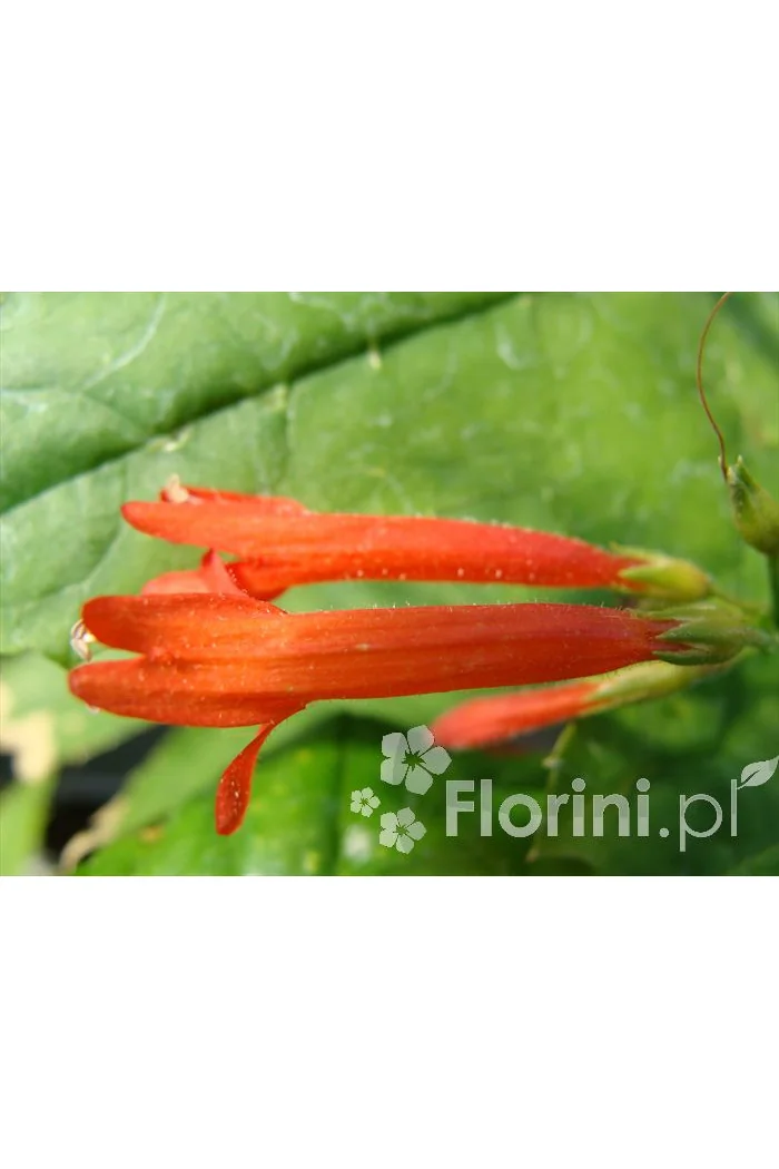 Penstemon sosnkowaty Penstemon pinifolius