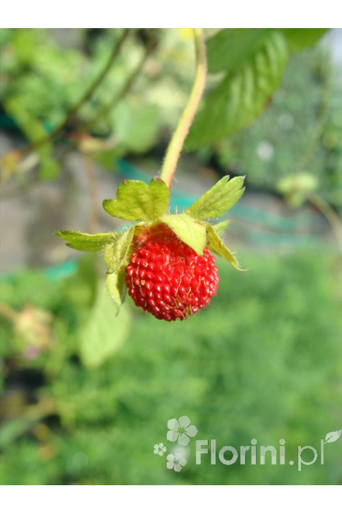 Poziomkówka indyjska Duchesnea indica