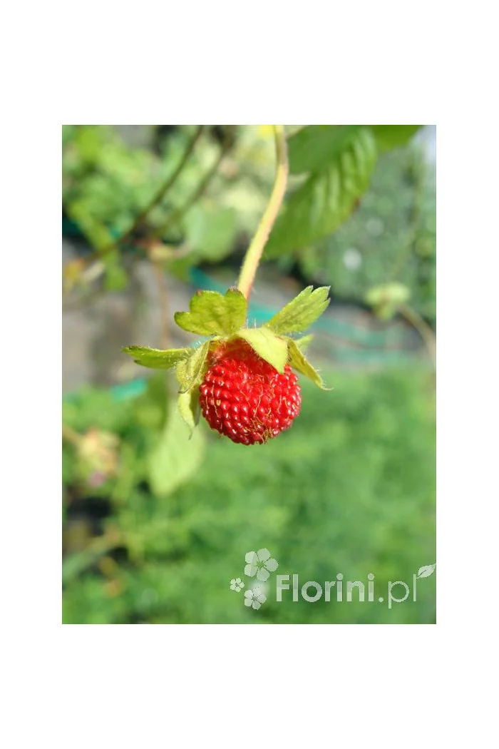 Poziomkówka indyjska Duchesnea indica