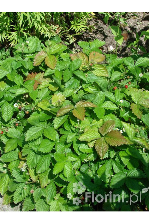 Poziomkówka indyjska Duchesnea indica