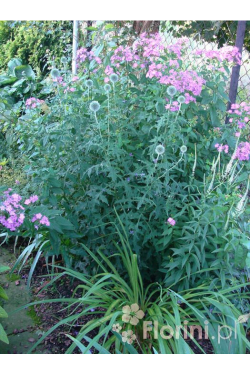 Przegorzan | Echinops