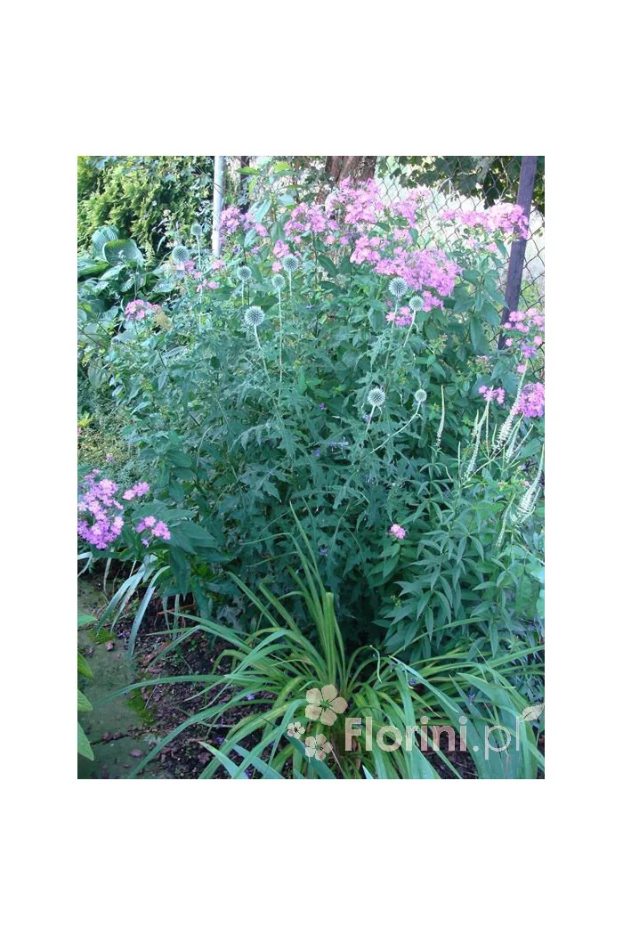 Przegorzan | Echinops