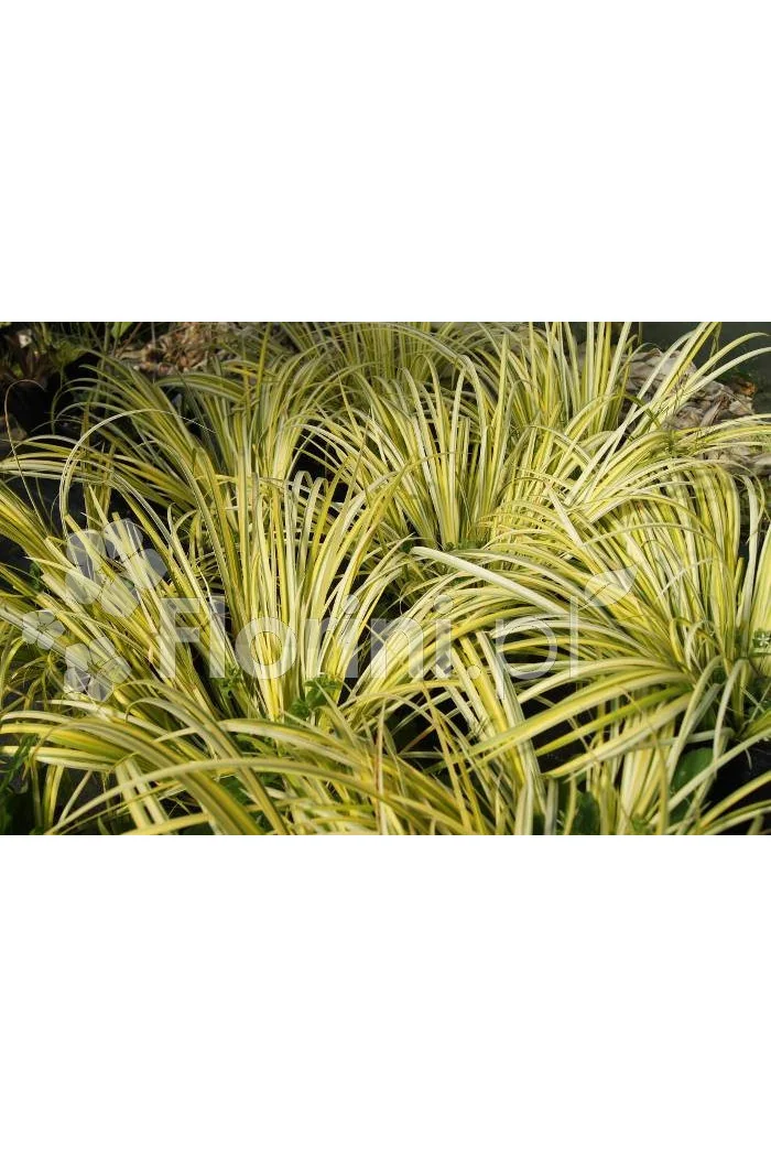 tatarak, tatarak ogon