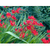 Krokosmia 'Lucifer' | Crococmia x crocosmiiflora