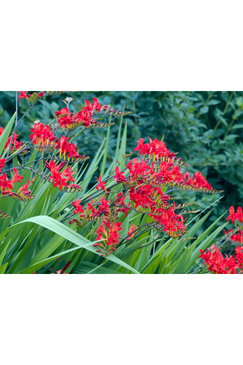 Krokosmia 'Lucifer' | Crococmia x crocosmiiflora