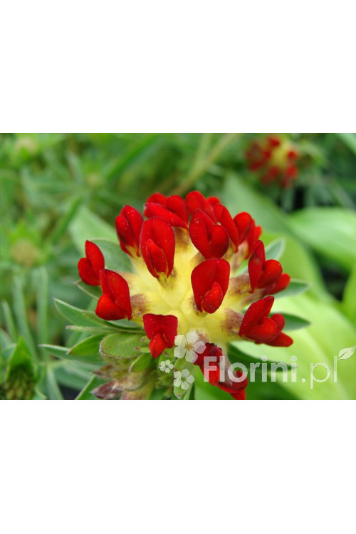 Przelot pospolity 'Rubra' Anthyllis vulneraria