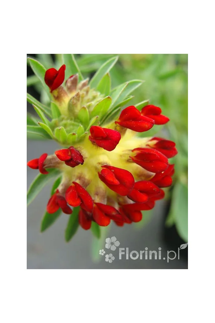 Przelot pospolity 'Rubra' Anthyllis vulneraria