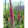 Przetacznik 'Red Fox' Veronica spicata