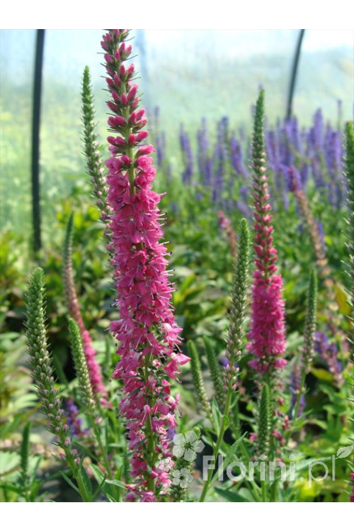 Przetacznik 'Red Fox' Veronica spicata