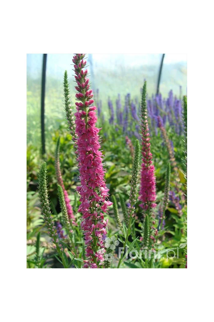 Przetacznik 'Red Fox' Veronica spicata
