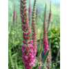 Przetacznik 'Red Fox' Veronica spicata