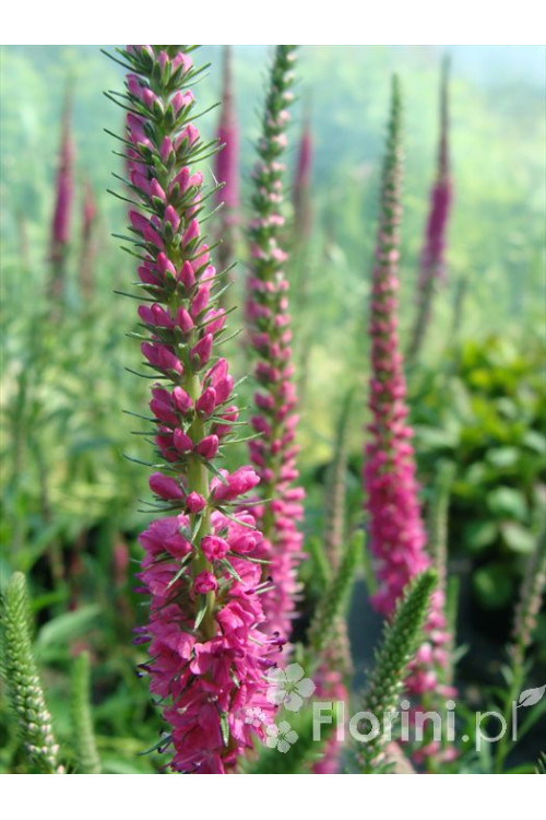 Przetacznik 'Red Fox' Veronica spicata